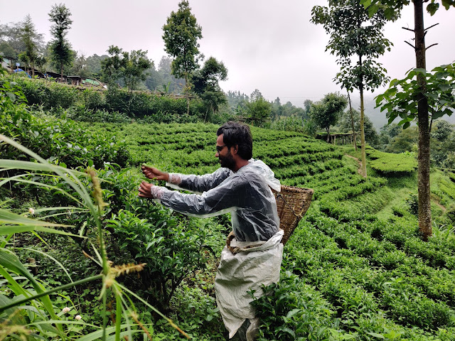 My Volunteer Experiences In Nepal tea farm