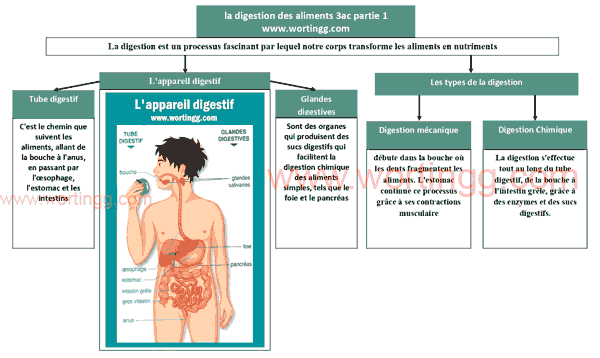 résumé la digestion des aliments et l'absorption 3ac + pdf