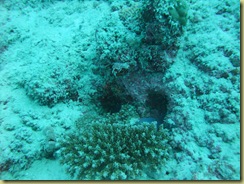 Fish Holes