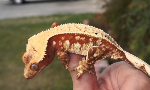 crested gecko