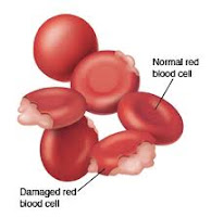 Maltese-dogs-redblood-cells-pics