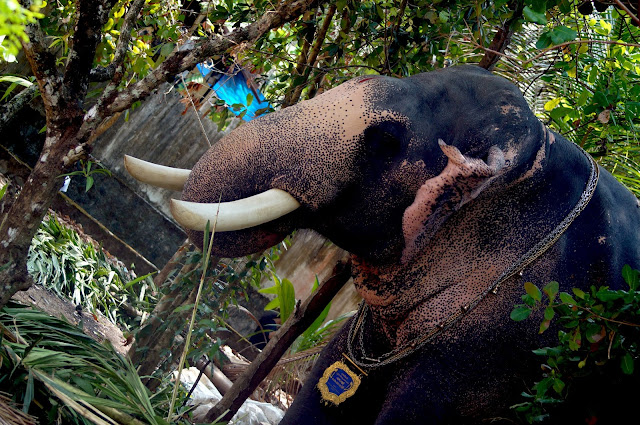 Kerala Elephant Puthupally Keshavan Photos