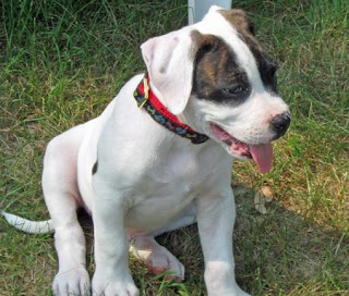 American Bulldog Puppy