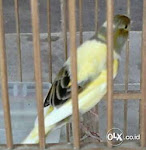 Foto Gambar Burung Kenari Lokal Super