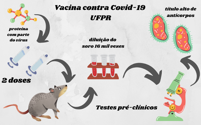 Após a aplicação de duas doses do imunizante, os pesquisadores coletam sangue dos camundongos para verificar os títulos de anticorpos produzidos.