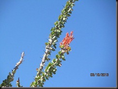 IMG_1303[1]