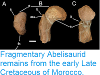 https://sciencythoughts.blogspot.com/2016/03/fragmentary-abelisaurid-remains-from.html