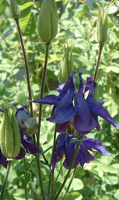 [Photo: purple Aquilegia.]