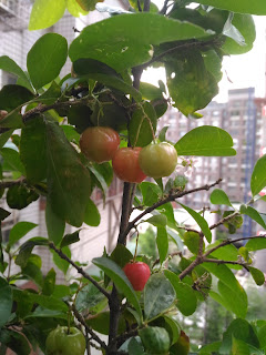 西印度櫻桃的果實很像蘋果，有迷人的香味