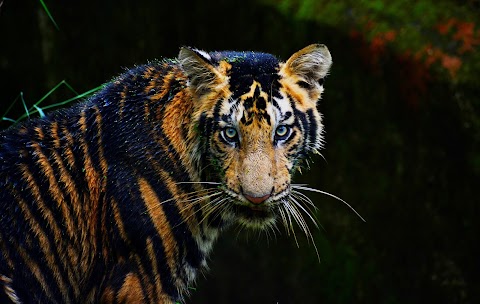 Royal Bengal Tiger