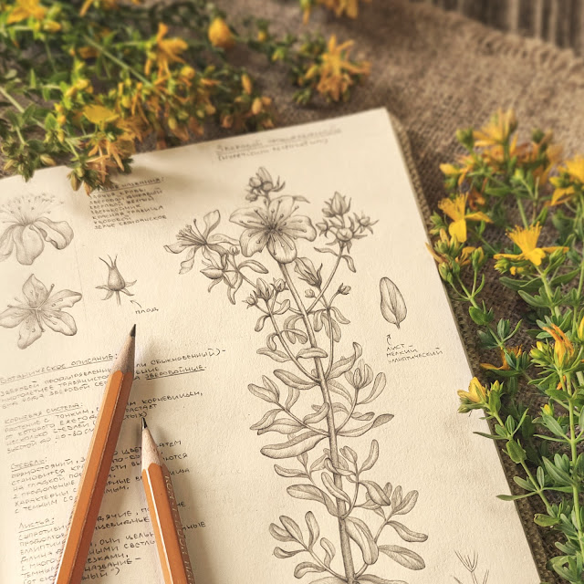 Hypericum perforatum, Zveroboj obyknovennyj: botanical pencil sketch, floral art, sketchbook collection, botanical illustration