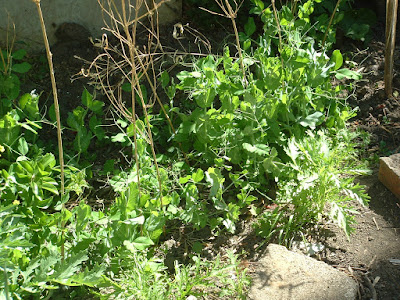 A row of peas growing