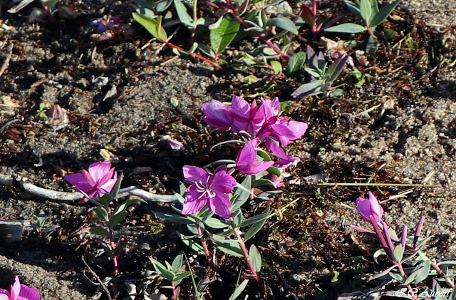 épilobes, toundra de Kangerlussuaq, Groenland