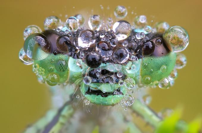 Insectos Sorprendentes