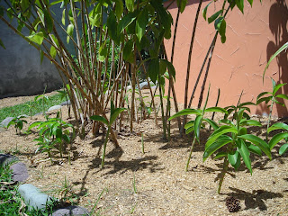 Costus speciosus, Crepe Ginger