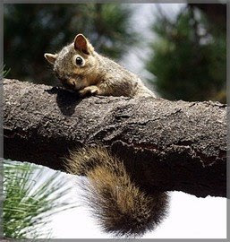 squirrel 