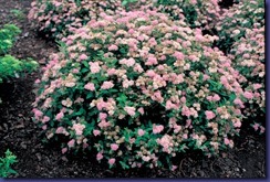 spiraea_japonica_little_princess lånt