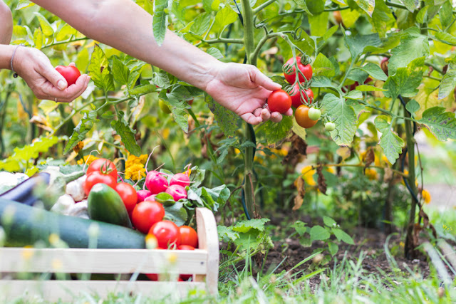 Finished compost is humus. It is food for soil animals. Apply it anytime you want.