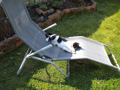 My cat on what is supposed to be my sunlounger!