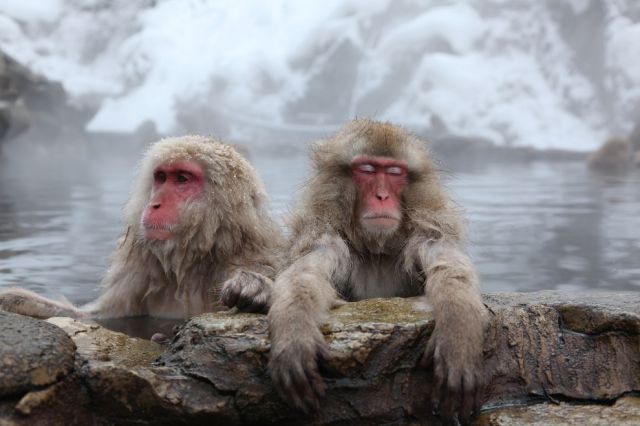 Amazing Monkeys Pictures