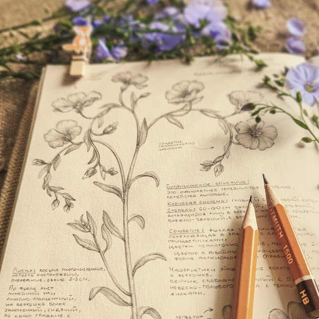 Len-obyknovennyj, Linum usitatissimum, risunok-botanika, flower, small flower, sketchbook, botanical  illustration, nature sketchbook