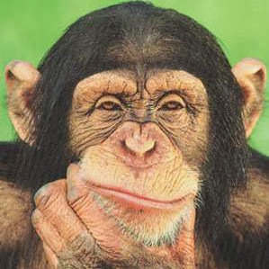 Top 5 weird facts about chimpanzees