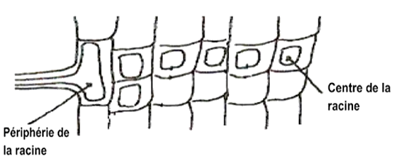 Conduction latérale de l'eau