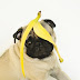 Κάνει ο σκύλος μου να τρώει μπανάνες;
