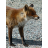 http://fauneflore-ul.blogspot.fr/2014/08/renard.html