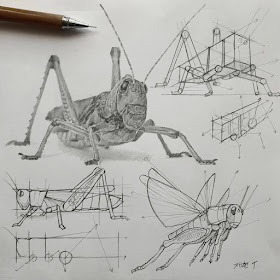 05-Cricket-tutorial-Animal-Pencil-Drawings-Anjjaemi-www-designstack-co