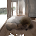 늙은개 AN OLD DOG