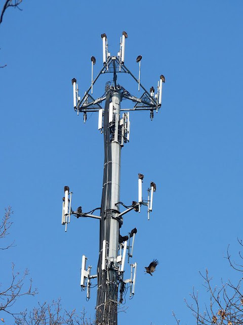 Mobile Phone Towers