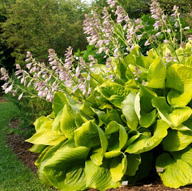 Sum and Substance Hosta in full bloom
