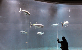 http://www.hindustantimes.com/world-news/tokyo-aquarium-baffled-by-mystery-fish-deaths/article1-1330373.aspx