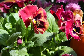 photo of bee on pansy