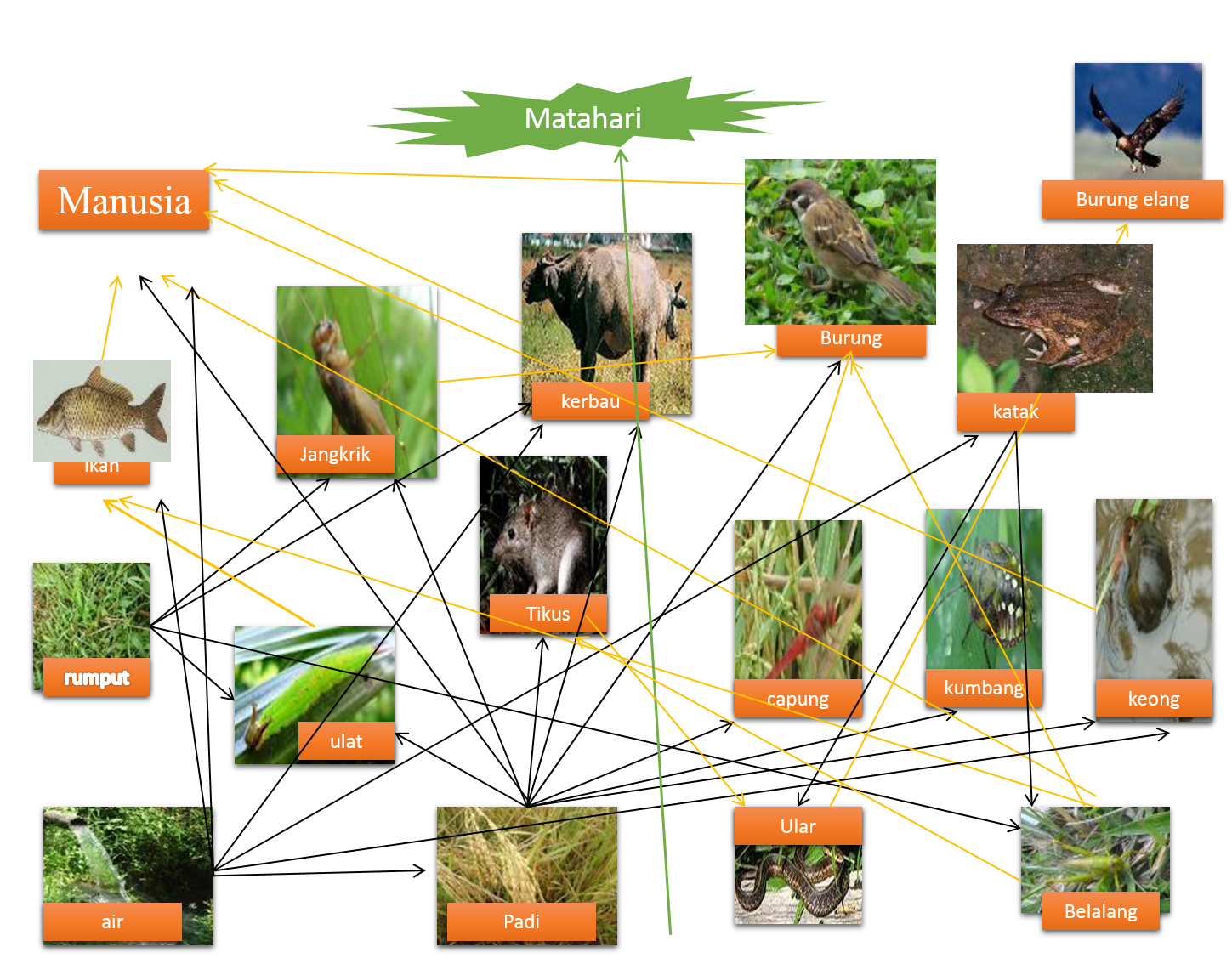 Contoh Laporan Demplot Padi Sawah - Hontoh