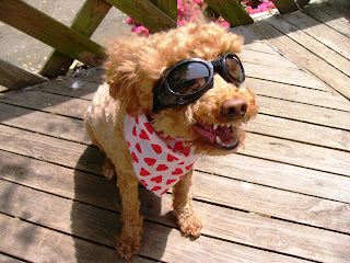 Smiling dog in the sun wearing dog sunglasses