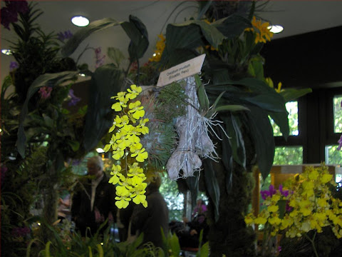 Oncidium onustum, orchidea specie botanica, pianta su zattera in piena fioritura 