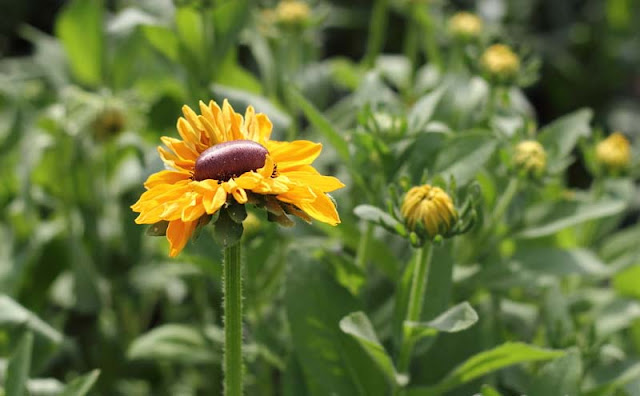 Rudbeckia Hirta Flowers Pictures