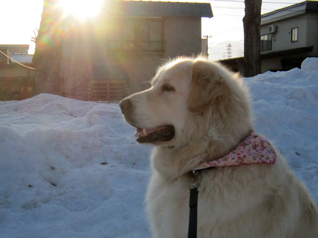 夕焼けに照らされた犬の横顔