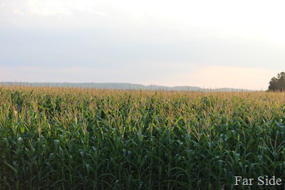What lurks in a Minnesota Cornfield