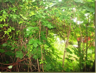 D6 - All green