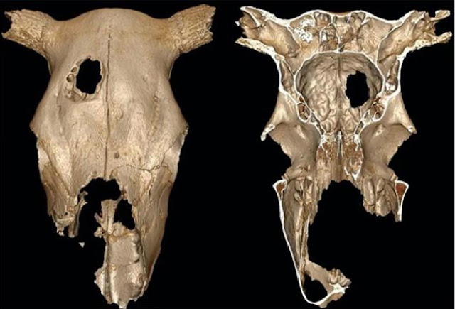 Цифровое 3D-изображение коровьего черепа и его загадочного отверстия