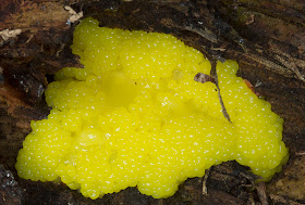 Yellow slime mould, a Myxomycete.  Hayes Common, 27 March 2012.