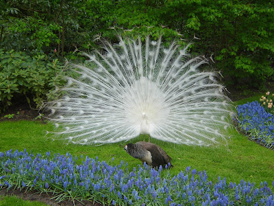 White peacock wallpaper 