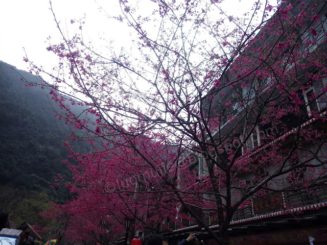 Wulai cherry blossom