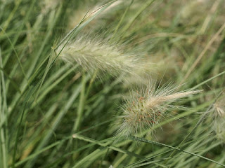 Paspale à grappes - Paspalum racemosum