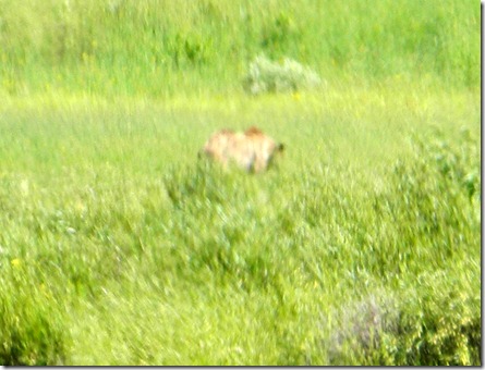 yellowstone 263