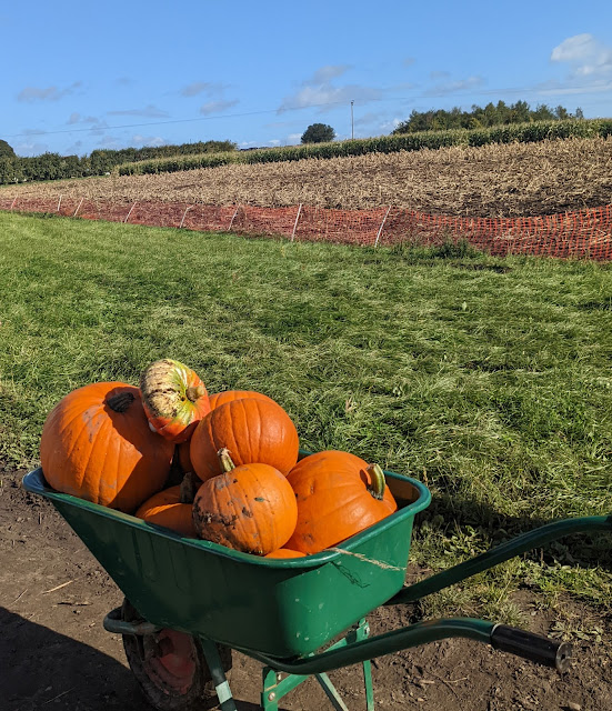 Spilman's Farm Pumpkin Picking 2022 - Top Tips  - wheelbarrow