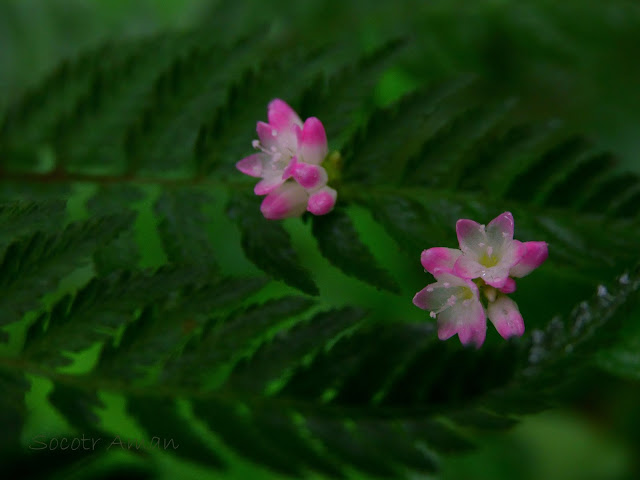 Polygonum thunbergii